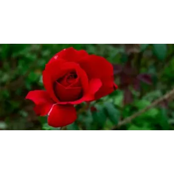 Fresh Red Rose Flower